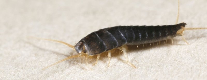 Jak se registrovat v Bizzo Casino krok za krokem